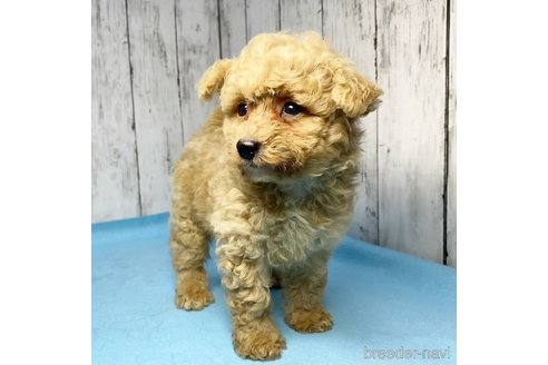成約済の茨城県のミックス犬-261638の49枚目