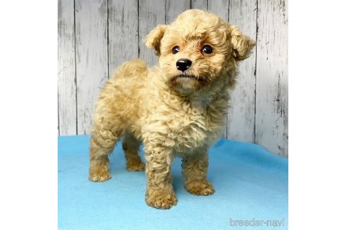 成約済の茨城県のミックス犬-261638の47枚目