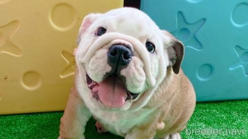 成約済の愛媛県のブルドッグ-255536の7枚目