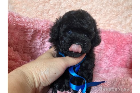 成約済の福岡県のタイニープードル-263928の15枚目