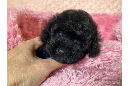 成約済の福岡県のタイニープードル-263928の14枚目