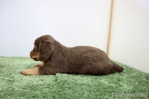 成約済の群馬県のミニチュアダックスフンド(ロングヘアード)-263937の8枚目