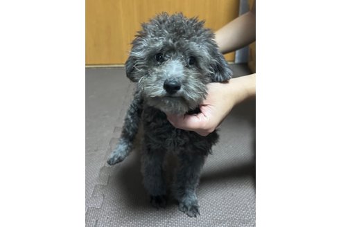 成約済の東京都のトイプードル-252026の2枚目