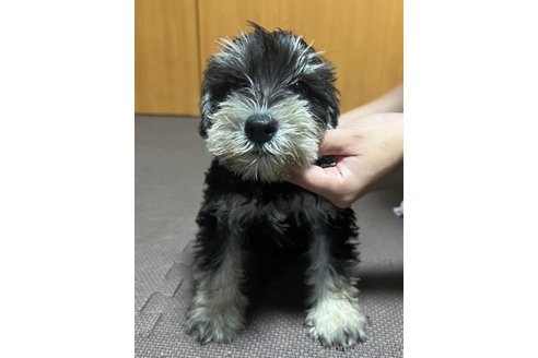 成約済の東京都のミニチュアシュナウザー-255991の8枚目