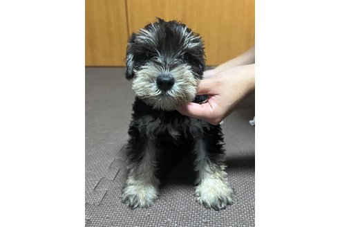 成約済の東京都のミニチュアシュナウザー-255991の7枚目