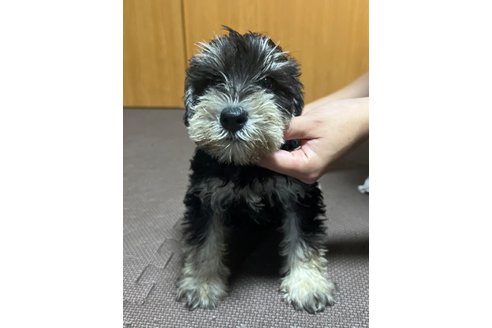 成約済の東京都のミニチュアシュナウザー-255991の6枚目