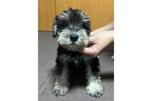 成約済の東京都のミニチュアシュナウザー-255991の5枚目