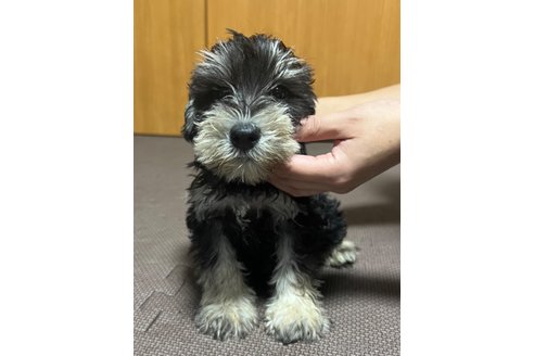 成約済の東京都のミニチュアシュナウザー-255991の4枚目