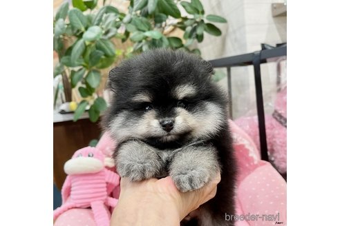成約済の大阪府のポメラニアン-263943の1枚目