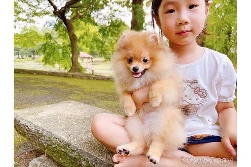 成約済の岐阜県のポメラニアン-243930の14枚目