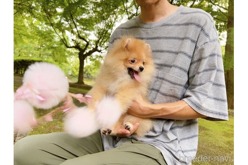 成約済の岐阜県のポメラニアン-243930の9枚目