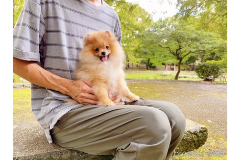 成約済の岐阜県のポメラニアン-243930の7枚目