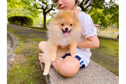 成約済の岐阜県のポメラニアン-243930の8枚目