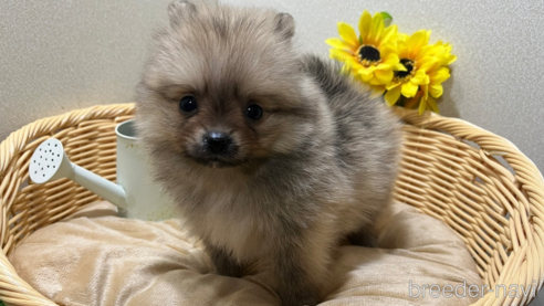 販売中の北海道のポメラニアン-262195