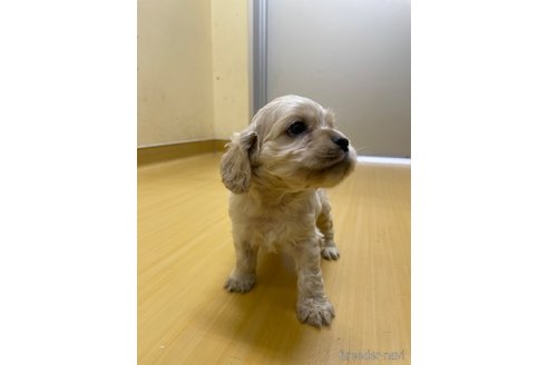 販売中の静岡県のアメリカンコッカースパニエル-263961