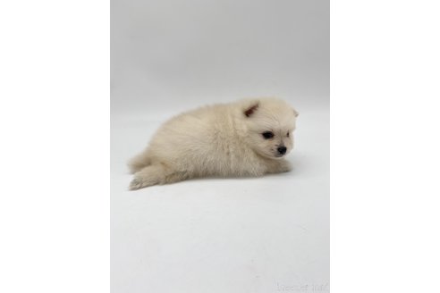 成約済の愛知県のポメラニアン-263001の4枚目