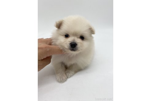 成約済の愛知県のポメラニアン-263001の3枚目