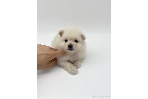 成約済の愛知県のポメラニアン-263001の2枚目