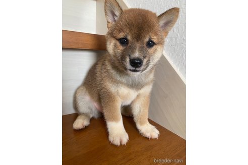 【ついに再販開始！】 茨城県の豆柴｜女の子・2023/07/21生まれ・赤色（子犬ID：259430 テープ・マスキングテープ