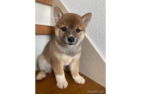 期間限定 セール - 売れ筋ランキングをチェック 茨城県の豆柴｜女の子・2023/07/21生まれ・赤色（子犬ID：259430 マフラー・スヌード