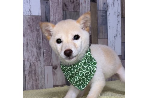 成約済の茨城県の豆柴-250675の1枚目