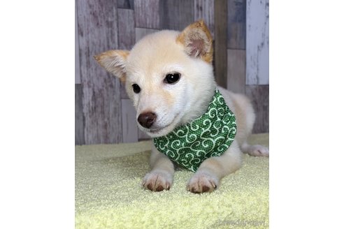 成約済の茨城県の豆柴-250675の3枚目