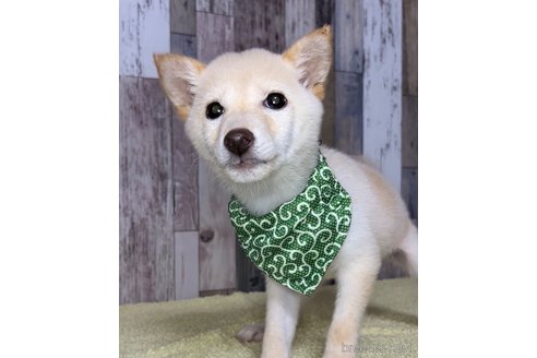 成約済の茨城県の豆柴-250675の2枚目