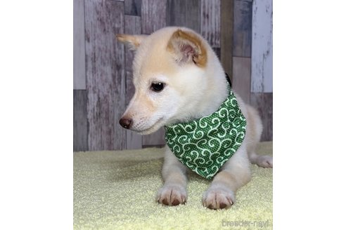 成約済の茨城県の豆柴-250675の4枚目