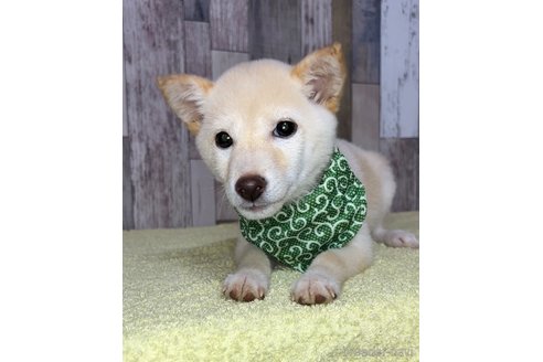 成約済の茨城県の豆柴-250675の5枚目