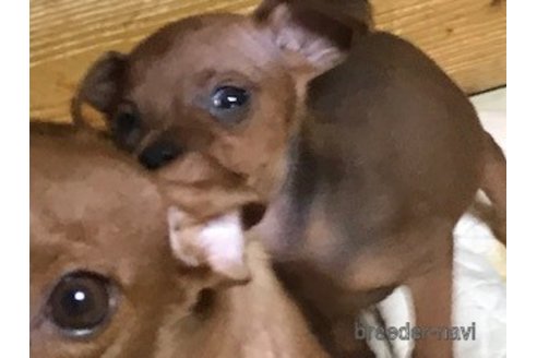 成約済の埼玉県のミニチュアピンシャー(ミニピン)-254669の14枚目