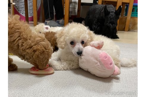 成約済の長野県のトイプードル-264006の2枚目