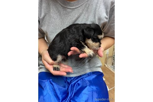 成約済の静岡県のミニチュアシュナウザー-264015の6枚目