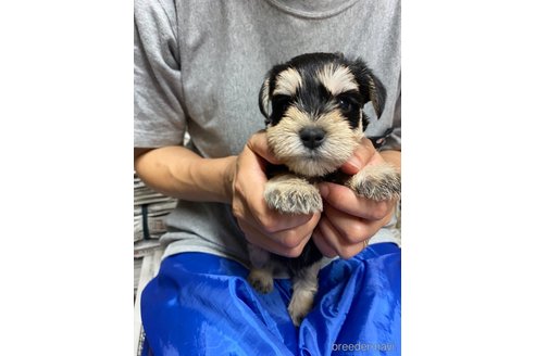 成約済の静岡県のミニチュアシュナウザー-264019の3枚目