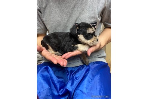 成約済の静岡県のミニチュアシュナウザー-264019の6枚目