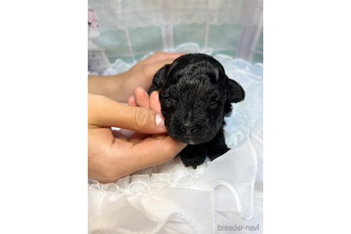 成約済の広島県のトイプードル-264036の15枚目