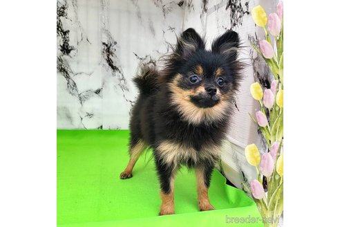 成約済の茨城県のポメラニアン-239059の20枚目