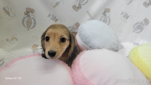 成約済の香川県のミニチュアダックスフンド(ロングヘアード)-260513の10枚目
