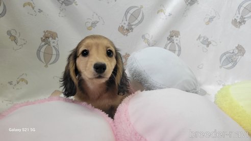 成約済の香川県のミニチュアダックスフンド(ロングヘアード)-260513の11枚目