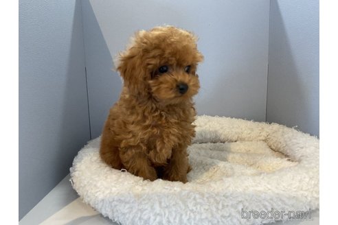 成約済の北海道のトイプードル-260141の3枚目