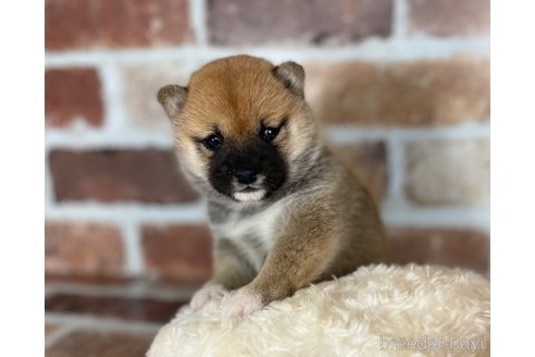 成約済の福岡県の豆柴-264115の3枚目