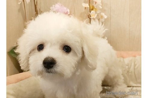 成約済の愛知県のビションフリーゼ-264144の5枚目