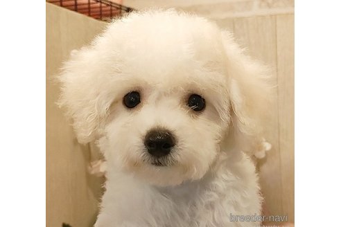 成約済の愛知県のビションフリーゼ-264144の4枚目