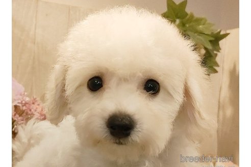 成約済の愛知県のビションフリーゼ-264144の2枚目