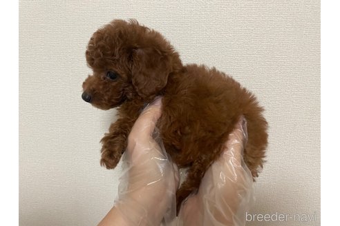 成約済の東京都のタイニープードル-264176の3枚目