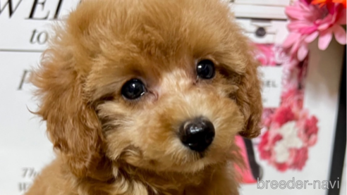 成約済の岡山県のタイニープードル-262789の13枚目