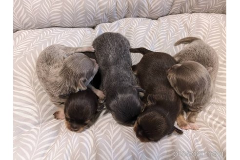 成約済の山梨県のチワワ(ロングコート)-264284の2枚目