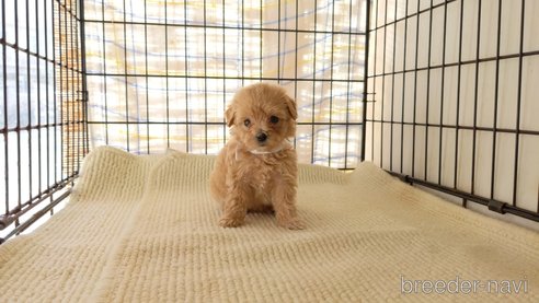 成約済の茨城県のマルプー:マルチーズ×トイプードル-264301の3枚目