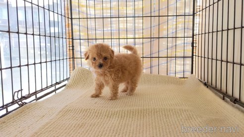 成約済の茨城県のマルプー:マルチーズ×トイプードル-264301の2枚目