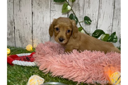 成約済の三重県のミックス犬-264320の4枚目