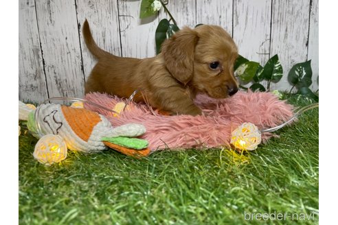 成約済の三重県のミックス犬-264320の2枚目